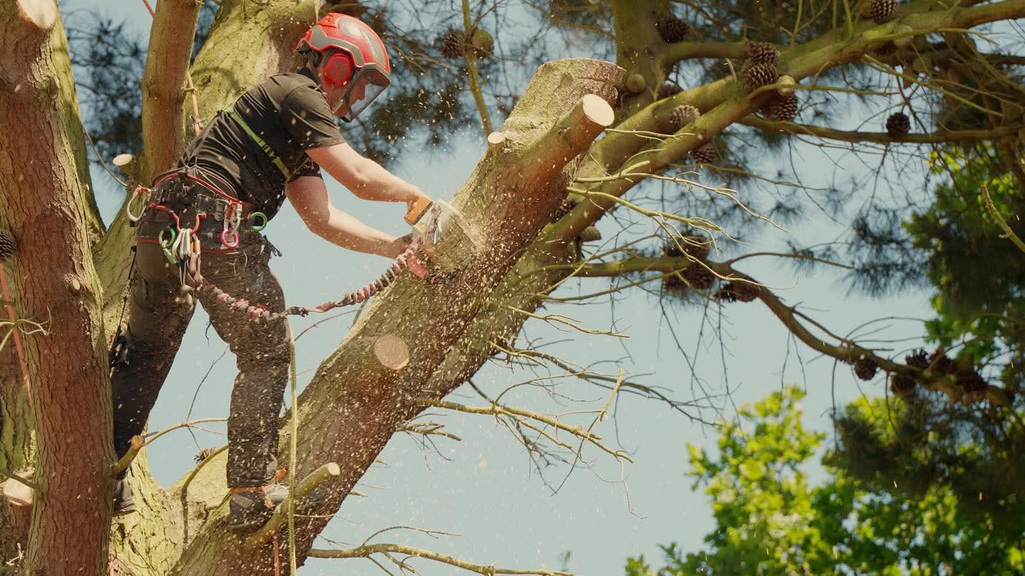 Tree Surgery